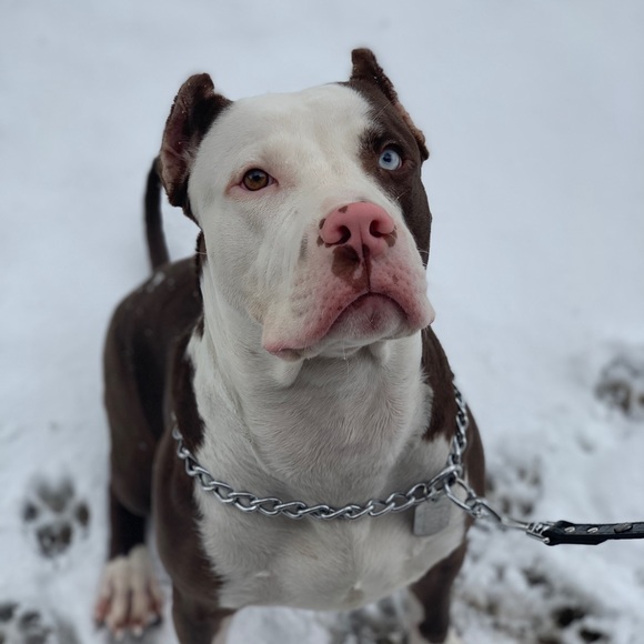 Meet your Posher, Simi - Picture 1 of 1